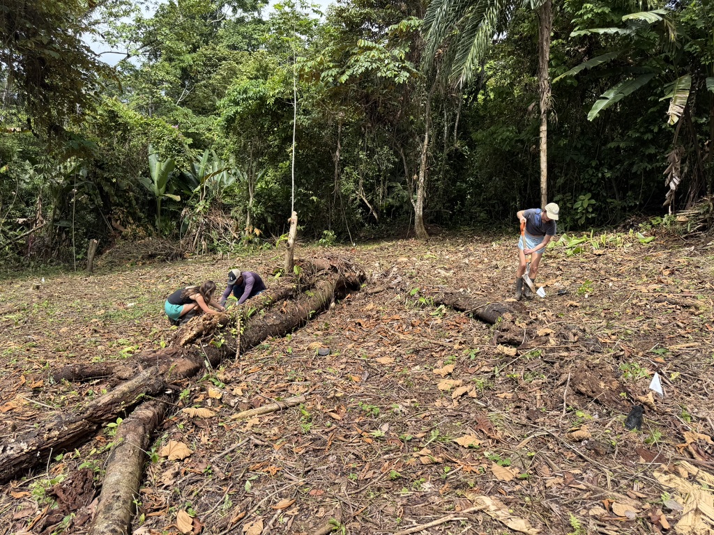 Rotary Club of Newport Beach members and a MiAmbiente volunteer planting trees in a cleared plot at the edge of the rainforest in Bocas del Toro, Panama